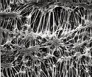2-3048-04 フロリナートメンブレン 0.22μm×φ25mm 100枚入 FGLP02500Merck