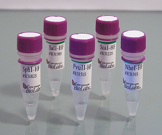 【冷凍】【冷凍】BioLabs2-4303-81　BsaI-HF v2　R3733SBioLabs