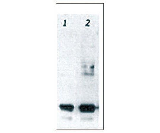 【冷凍】2-5139-01 ＧＦＰ抗体 GFP-1010アズワン