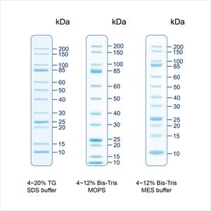 【冷凍】4-4328-05 着色済みタンパク質ラダーマーカー 10～200kDa 1袋（500μL入） PMU12-0500Bi