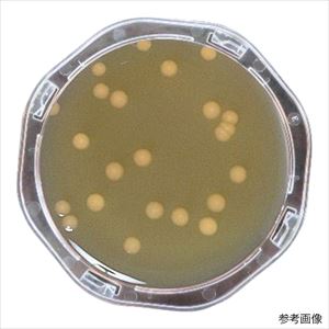 【滅菌】【冷蔵】6-9530-32 ぺたんチェックRII25 SCDLP寒天培地 PK0010栄研化学 【滅菌】【冷蔵】6-9530-32 ぺたんチェックRII25 SCDLP寒天培地 PK0010栄研化学