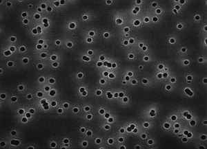 61-0197-77 Isopore disc PC philic 0.4μm 13mm blk pln 100/Pk 100P