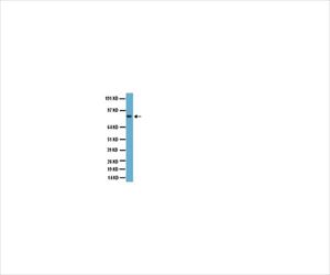 【冷蔵】【毒物】62-8445-01 Anti-Glutamate Receptor 2 and 3; 50 μg AB1506