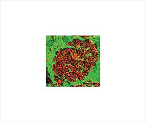 【冷蔵】【毒物】62-8448-96 Anti-Glutamate (No Glutaraldehyde); 2000 assa