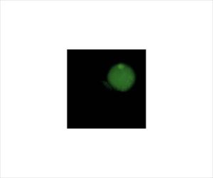 【冷蔵】【劇物】62-8477-85 CaspaTag Pan-Caspase In Situ Assay Kit, Fluor