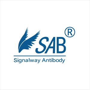 【冷凍】86-6892-34 BSA Antibody 100ul 35643Signalway Antibody