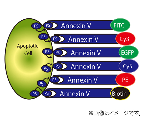 【冷蔵】【冷蔵】BioVision89-0075-25　Annexin V アポトーシス検出試薬・キット Annexin V-B