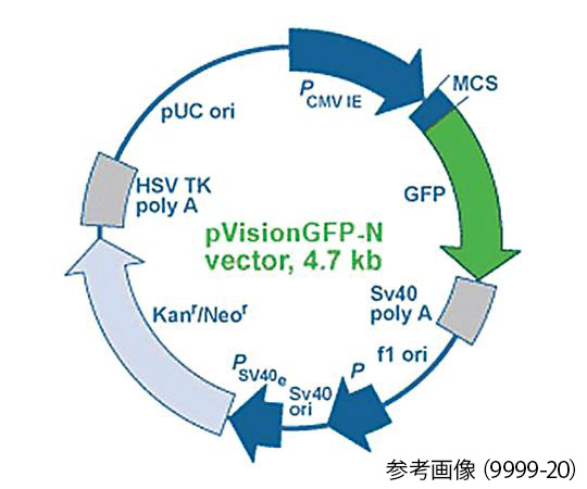 【冷凍】【冷凍】BioVision89-0112-42　蛍光イメージング用発現ベクター pVision-RFP-C Vector