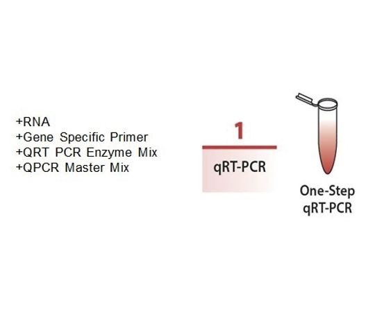 【冷凍】【冷凍】BioVision89-0116-47　qRT-PCR酵素 Taqman qRT-PCR酵素 普通　M1186-