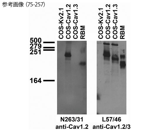 【冷凍】【冷凍】NeuroMab89-0118-27　一次抗体（NeuroMab） Cav1.2 Ca2+ channel　75