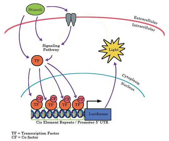 【冷凍】【冷凍】Signosis89-5782-04　ルシフェラーゼレポーター安定細胞株 Luciferase Stably E