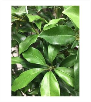 【※法人・施設限定・送料別途】人工観葉植物　ローレルツリー / A-50913(cm-459394)[個]