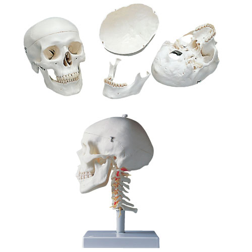 標準型頭蓋モデル(頚椎付) ズガイモデル A20/1 18X19X32CM【1台単位】(11-2025-00)