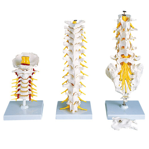 頸椎モデル(スタンド付) ケイツイモデル A72 (19CM)【1台単位】(11-2045-06)【1台単位】