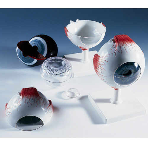 視覚器（眼球）６分解モデル ｼｶｸｷﾓﾃﾞﾙ(11-2105-00)F10 (13X14X21CM)