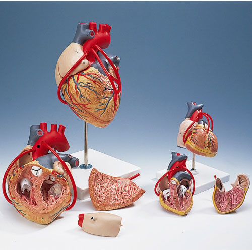 心臓モデル（バイパス付） ｼﾝｿﾞｳﾓﾃﾞﾙ G06 (32X18X18CM)【1台単位】(11-2130-00)【1台単位】
