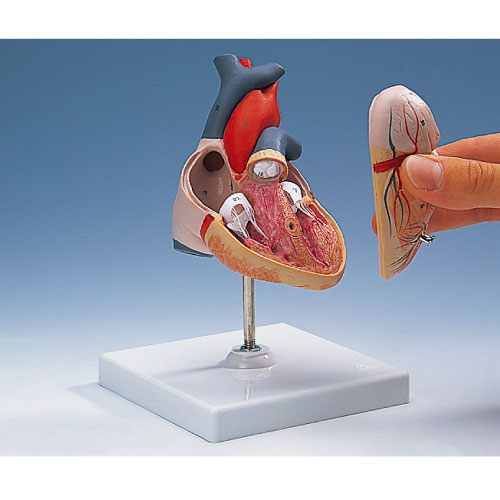 心臓２分解モデル ｼﾝｿﾞｳﾓﾃﾞﾙ G08 (19X12X12CM)【1台単位】(11-2135-00)