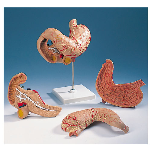 胃モデル（３分解） ｲﾓﾃﾞﾙ(3ﾌﾞﾝｶｲ) K16 (25X19X12CM)【1台単位】(11-2165-01)