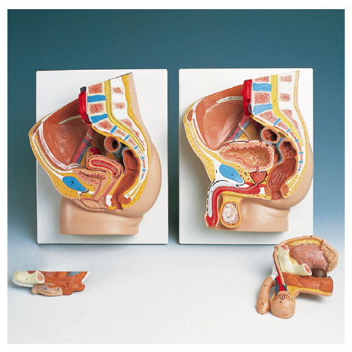 骨盤内臓器モデル（男性・２分解） H11 (41X31X17CM)ｺﾂﾊﾞﾝﾅｲｿﾞｳｷﾓﾃﾞﾙ(11-2185-01)