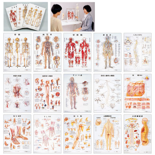 人体解剖学チャート(デスクサイズ) ジンタイカイボウガクチャート(11-2230-03)プラスチックバン皮膚S 皮膚S