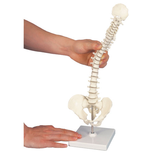 脊柱可動モデル（１／２縮尺型） ｾｷﾁｭｳｶﾄﾞｳﾓﾃﾞﾙ A18/21【1台単位】(11-2820-00)