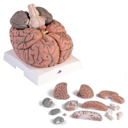 脳２．５倍大１４分割断面観察モデル ﾉｳ2.5ﾀﾞﾝﾒﾝｶﾝｻﾂﾓﾃﾞﾙ(23-7757-00)VH409【1台単位】