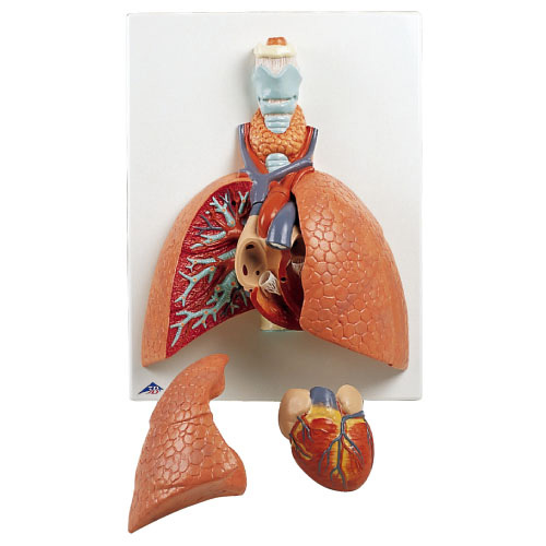 肺 実物大・５分解モデル ﾊｲｼﾞﾂﾌﾞﾂﾀﾞｲ5ﾌﾞﾝｶｲﾓﾃﾞ(23-7759-00)VC243【1台単位】