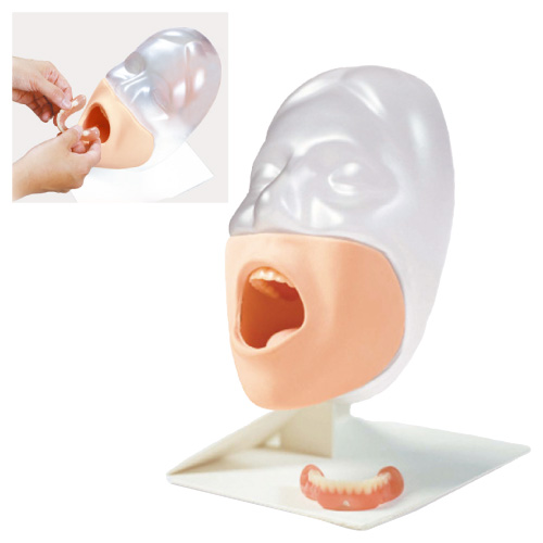 京都科学 口腔ケアモデル セイケツくん ｺｳｸｳｹｱﾓﾃﾞﾙｾｲｹﾂｸﾝ 11277-000(M89)(24-2997-00)【1台単位】