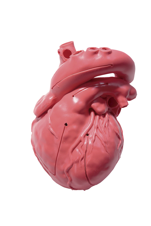 ＣａｒｄｉｏＭｏｄｅｌＥＶ（成人正常XC-03T(ｱｶﾁｬｸｼｮｸ) ｶｰﾃﾞｨｵ ﾓﾃﾞﾙ E.V.(クロスメディカル)(24